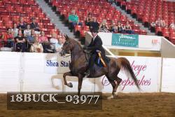 18BUCK_03977 thumbnail