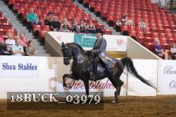 18BUCK_03979 thumbnail