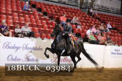 18BUCK_03984 thumbnail