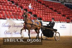 18BUCK_05061 thumbnail