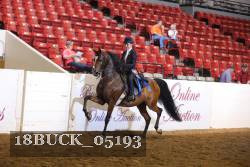 18BUCK_05193 thumbnail