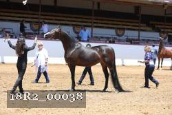 18R2_00038 thumbnail