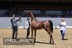 18R2_00976 thumbnail
