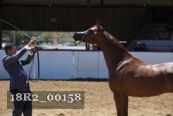 18R2_00158 thumbnail