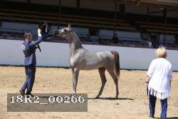 18R2_00266 thumbnail