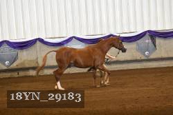18YN_29183 thumbnail