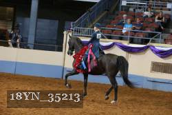 18YN_35213 thumbnail