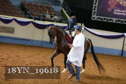 18YN_19618 thumbnail