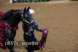 18YN_02086 thumbnail