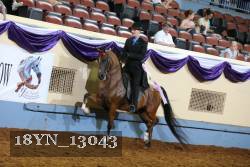 18YN_13043 thumbnail