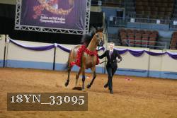 18YN_33095 thumbnail