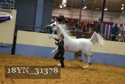 18YN_31378 thumbnail