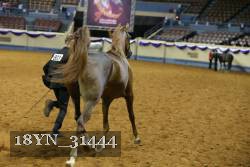 18YN_31444 thumbnail