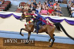 18YN_12671 thumbnail