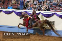 18YN_12681 thumbnail