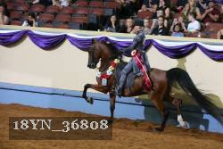 18YN_36808 thumbnail