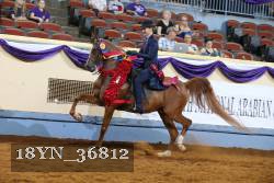 18YN_36812 thumbnail