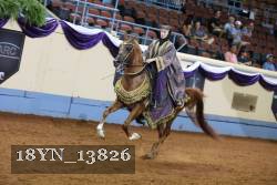 18YN_13826 thumbnail