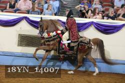 18YN_14007 thumbnail