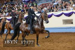 18YN_17177 thumbnail