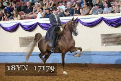 18YN_17179 thumbnail