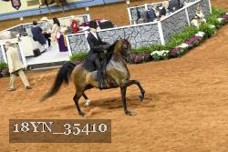 18YN_35410 thumbnail