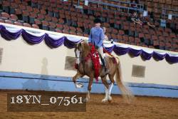 18YN_07561 thumbnail
