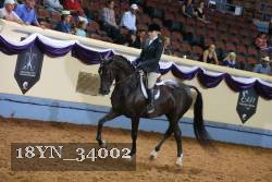 18YN_34002 thumbnail