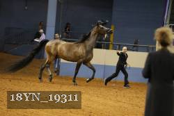 18YN_19311 thumbnail