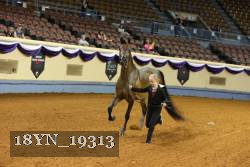 18YN_19313 thumbnail