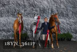 18YN_36117 thumbnail