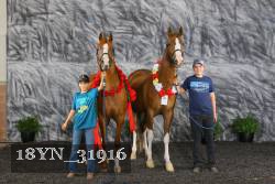 18YN_31916 thumbnail