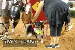 18YN_27889 thumbnail