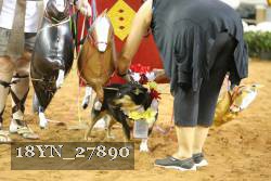 18YN_27890 thumbnail