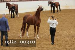 19R2_00310 thumbnail