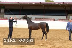19R2_00391 thumbnail