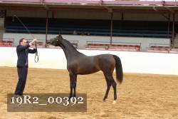 19R2_00392 thumbnail