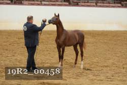 19R2_00458 thumbnail