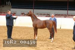 19R2_00459 thumbnail