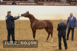 19R2_00460 thumbnail