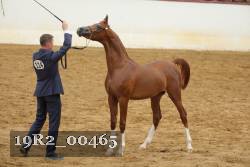 19R2_00465 thumbnail