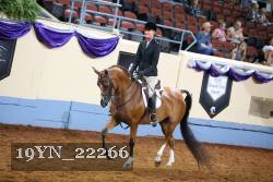 19YN_22266 thumbnail