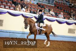 19YN_22307 thumbnail