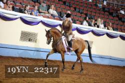 19YN_22317 thumbnail