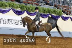 19YN_40288 thumbnail
