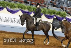 19YN_40323 thumbnail