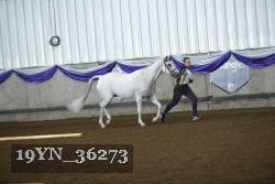 19YN_36273 thumbnail
