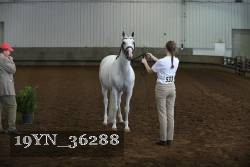 19YN_36288 thumbnail