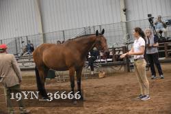 19YN_36666 thumbnail