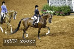 19YN_26037 thumbnail